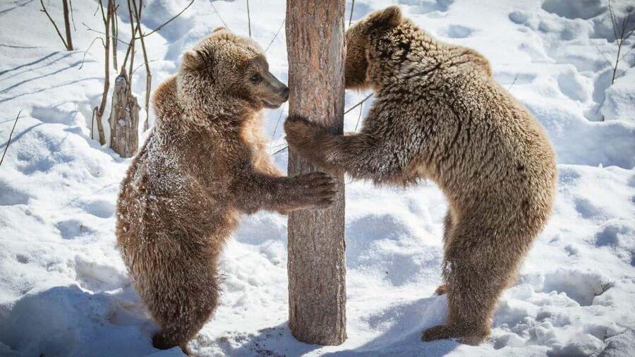 From Rovaniemi: Visit Wildlife Park in Ranua - The snowy forest walk: where your attention should go