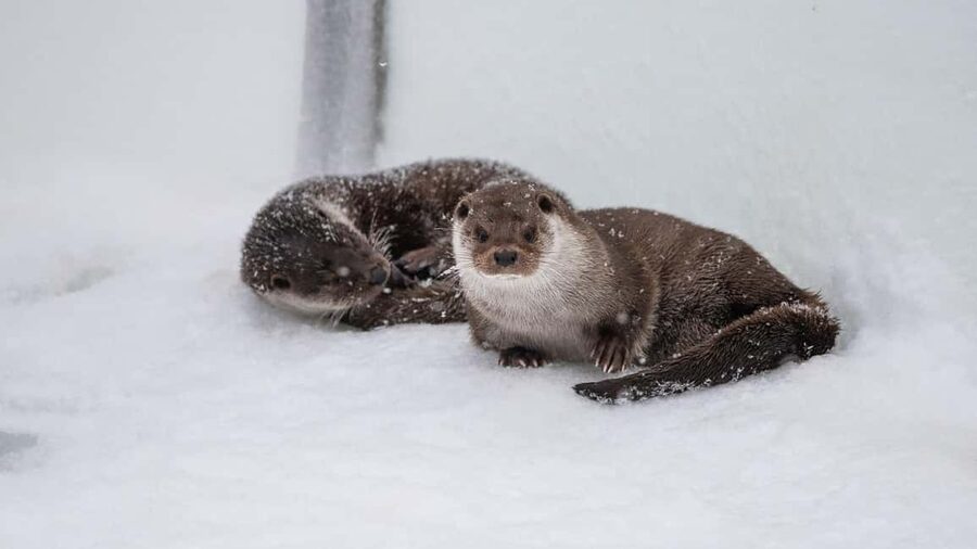 From Rovaniemi: Visit Wildlife Park in Ranua - Price and value: what $100 includes (and what it doesn’t)
