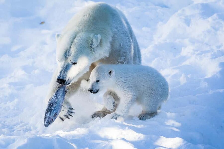 From Rovaniemi: Visit Wildlife Park in Ranua - What makes Ranua special: 50 species and hundreds of animal varieties