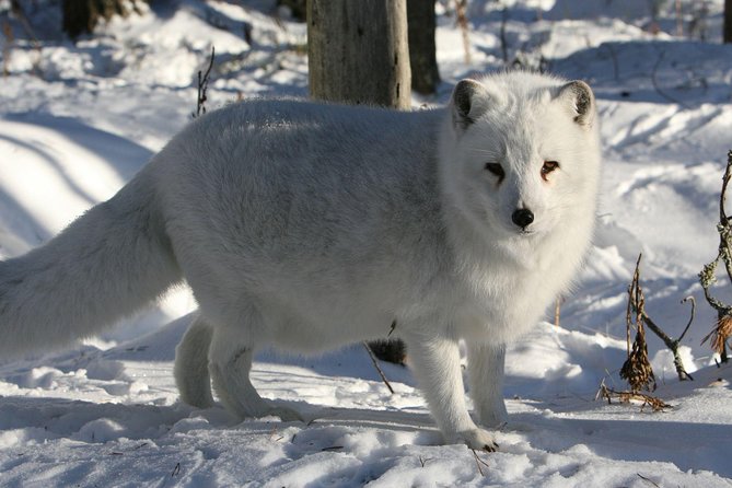 Full Day Lapland Tour, including Lunch and Dinner - Pickup, timing, and how to make it smooth