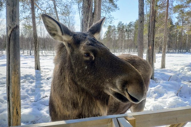 Full Day Lapland Tour, including Lunch and Dinner - Lunch at the park: where you reset before the sauna
