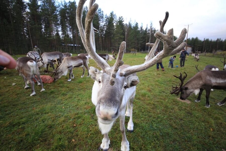 Full day: Reindeer Farm, Santa Claus Village & Husky Park - A 5-Hour Christmas-Season Loop in Lapland