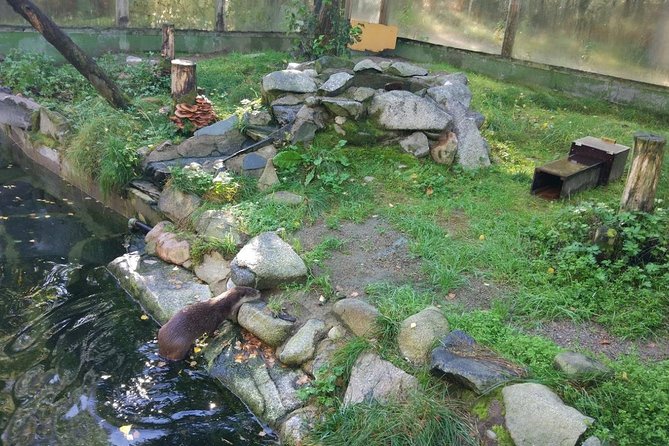 Guided Ranua Wildlife Park tour with Lunch, Small group adventure - Lunch at Ranua: The Included Buffet That Keeps the Day Comfortable