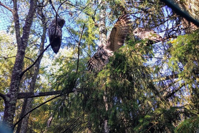 Guided Ranua Wildlife Park tour with Lunch, Small group adventure - Weather and Winter Reality: What to Plan For