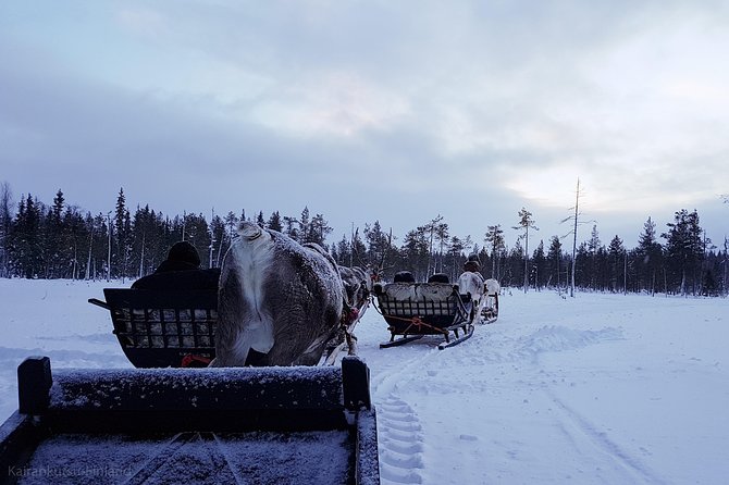 Guided reindeer farm visit and one hour sledge safari - The one-hour sledge safari into Pyha-Luosto National Park