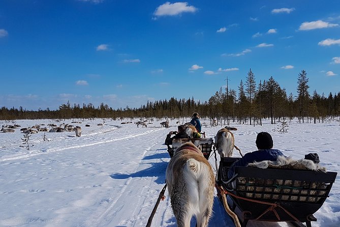 Guided reindeer farm visit and one hour sledge safari - Timing and cold reality: the 1:30 pm start is not a small detail