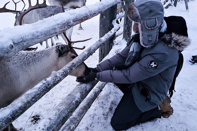 Guided reindeer farm visit and one hour sledge safari - Group size: up to 16 people, and why that helps