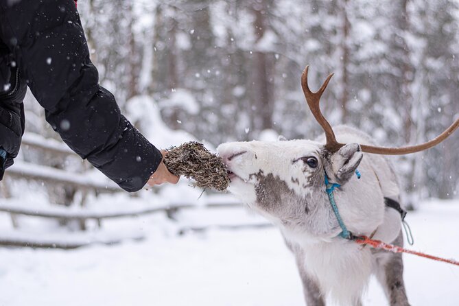 Half-Day Experience in Local reindeer farm in Lapland - Key highlights at a glance