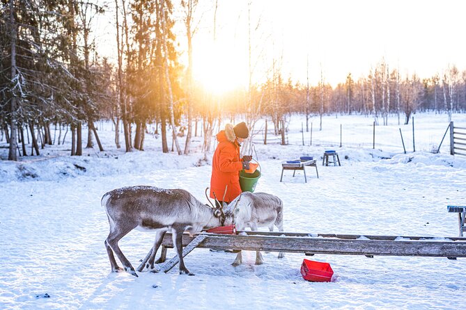 Half-Day Experience in Local reindeer farm in Lapland - Why this reindeer farm tour feels real in Lapland
