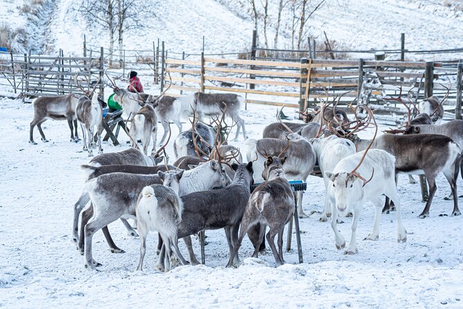 Half-Day Experience in Local reindeer farm in Lapland - Feeding and meeting the reindeer after the ride