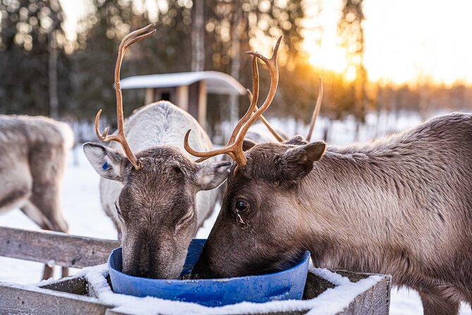 Half-Day Experience in Local reindeer farm in Lapland - Snacks, hot drinks, and the warm hut moment you’ll want to time right