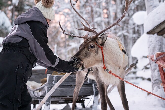 Half-Day Experience in Local reindeer farm in Lapland - How the pro photos work and why they’re worth it