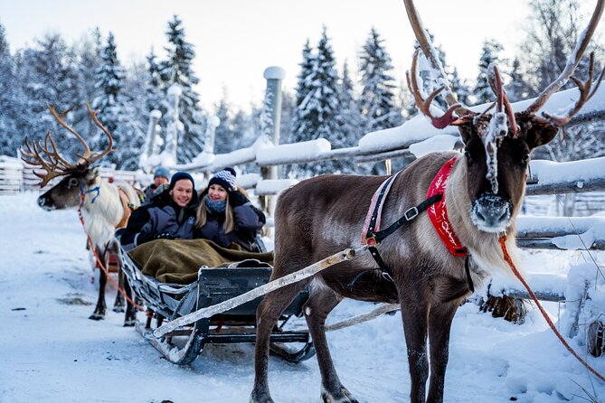 Half-Day Experience in Local reindeer farm in Lapland - Weather, timing, and what could make the day feel tight