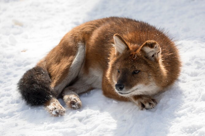 Half-Day Trip to Ranua Wildlife Park from Rovaniemi - The park visit: how the 2.5 km walk actually feels