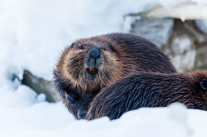 Half-Day Trip to Ranua Wildlife Park from Rovaniemi - Price and value: what $193.49 buys you in real terms