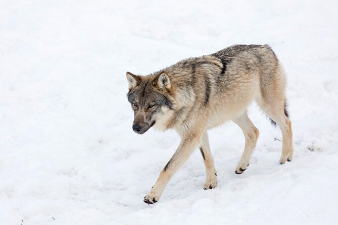 Half-Day Trip to Ranua Wildlife Park from Rovaniemi - Winter logistics you should handle before you leave Rovaniemi