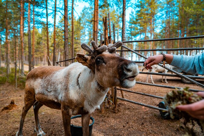 Highlights of Rovaniemi Day Tour - Summer - Key Highlights You’ll Actually Remember
