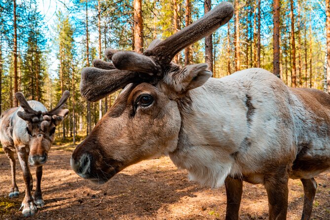 Highlights of Rovaniemi Day Tour - Summer - Price and Value: What You’re Paying For (and What You’re Not)