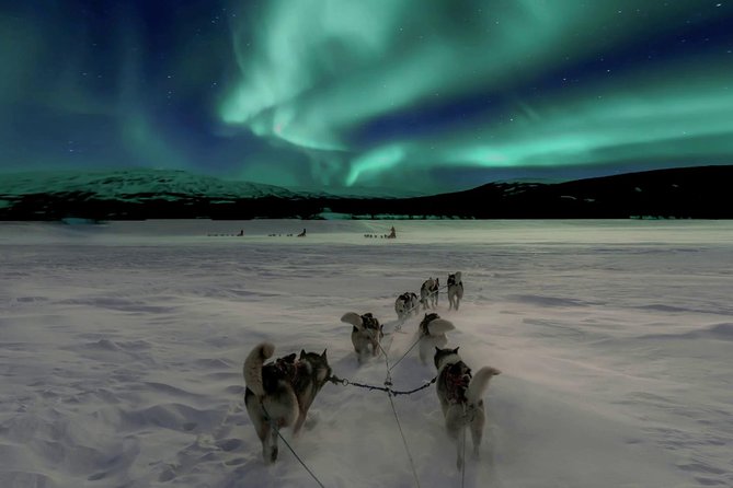 Hunting Northern Lights with Husky - Key highlights to know before you go