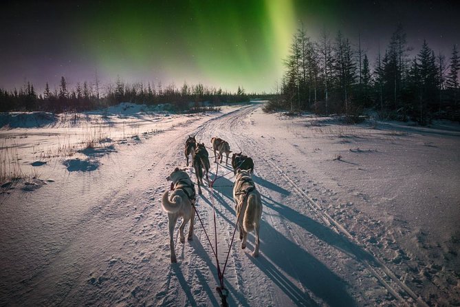 Hunting Northern Lights with Husky - Price and value: what $275.90 is really buying you