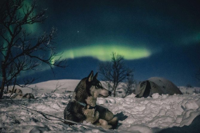 Hunting Northern Lights with Husky - Cold-weather comfort tips that turn a good night into a great one