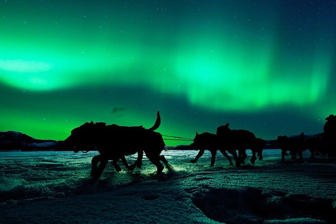 Hunting Northern Lights with Husky - Price and logistics: group flow, timing, and the staff who can make it better