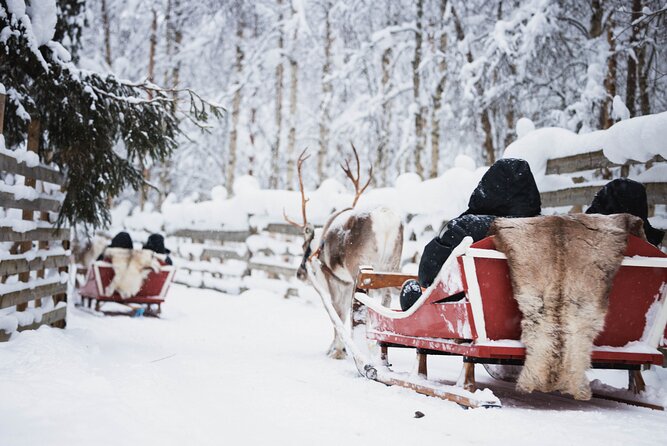 Husky and Reindeer Experience - Husky dog farm: puppies, photos, and a quick sled run