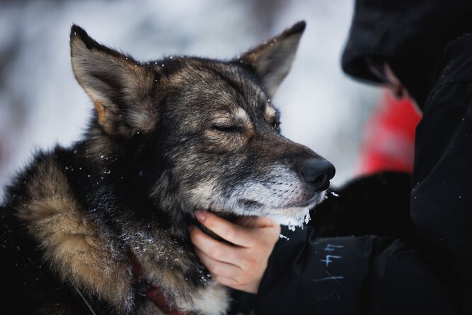 Husky and Reindeer Experience - Who this tour suits best in real life