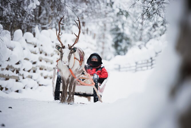 Husky and Reindeer Experience - Reindeer farm stop: what you’re really buying with a sleigh ride