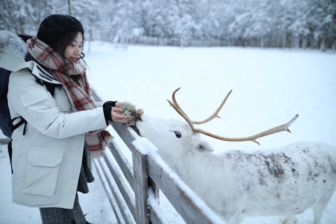 Husky and Reindeer farms visit with sleigh rides - Key highlights to pay attention to