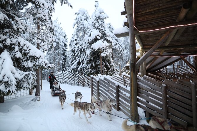 Husky and Reindeer farms visit with sleigh rides - Sleigh Ride Reality Check: Snow, Wheeled Sleds, and Distances