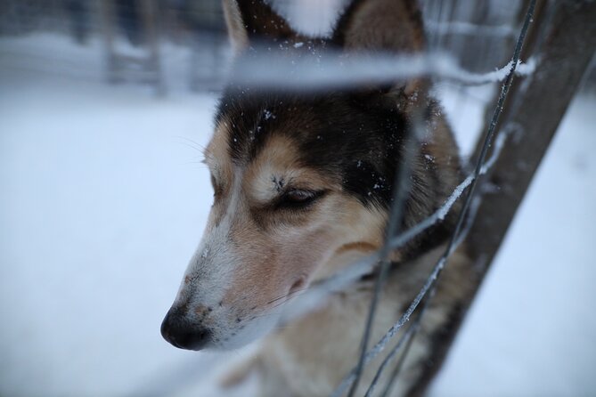 Husky and Reindeer farms visit with sleigh rides - Getting Dressed and Ready: Since Warm Overalls Aren’t Included
