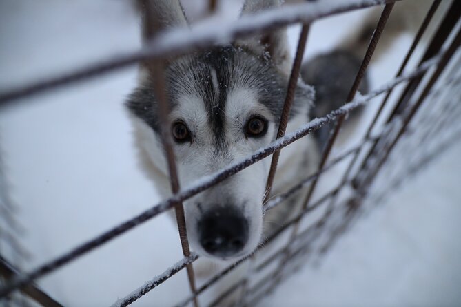 Husky and Reindeer farms visit with sleigh rides - Should You Book the Husky and Reindeer Farms Tour?