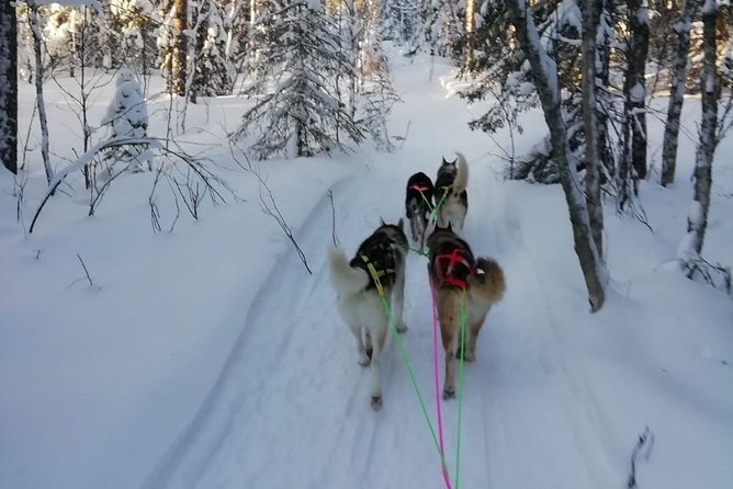 Husky safari - Key Highlights to Expect Before You Go