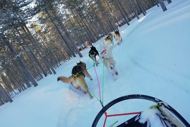 Husky safari - Price and Value: What $139.38 Gets You