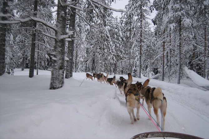Husky Safari from Rovaniemi Including a Husky Sled Ride - The sled ride itself: pace, photo stops, and the driver/passenger setup