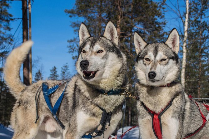 Husky Safari from Rovaniemi Including a Husky Sled Ride - Warming up with hot berry juice, tea, and cookies