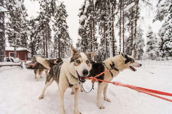 Husky Safari from Rovaniemi Including a Husky Sled Ride - Price and value at $173: what it buys (and where it can feel short)