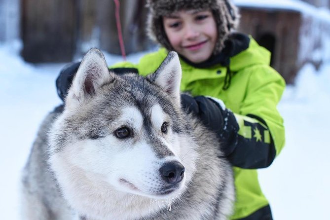 Husky Safari from Rovaniemi Including a Husky Sled Ride - Who should book this safari (and who might want the longer option)