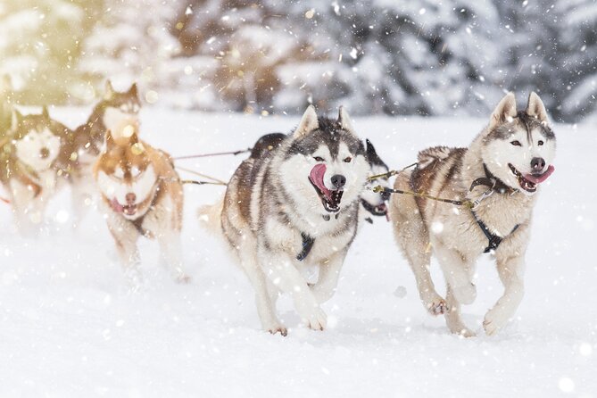 Husky Sledding Self-driving in Rovaniemi - The 40 km forest transfer from Rovaniemi (and why it’s worth it)