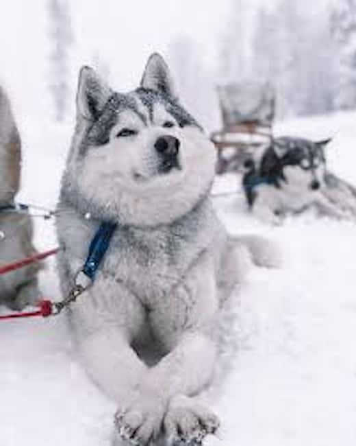 Husky Soul Journey: From Farm Life to Sledding Adventure - Husky Soul Journey in Lapland: Why This Feels More Personal Than a Quick Animal Stop