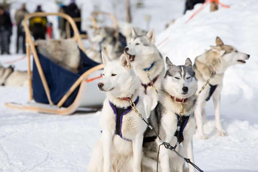 Husky Soul Journey: From Farm Life to Sledding Adventure - Getting There: Hotel Pickup, Small-Group Pace, and the 2-Hour Reality