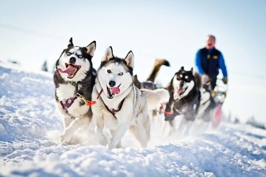 Husky Soul Journey: From Farm Life to Sledding Adventure - Should You Book Husky Soul Journey?