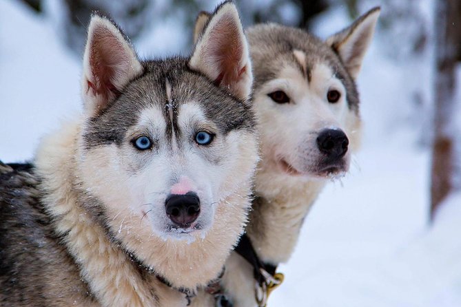 Ice Fishing and Husky - Gear, Clothing, and Staying Comfortable (Without Overpacking)