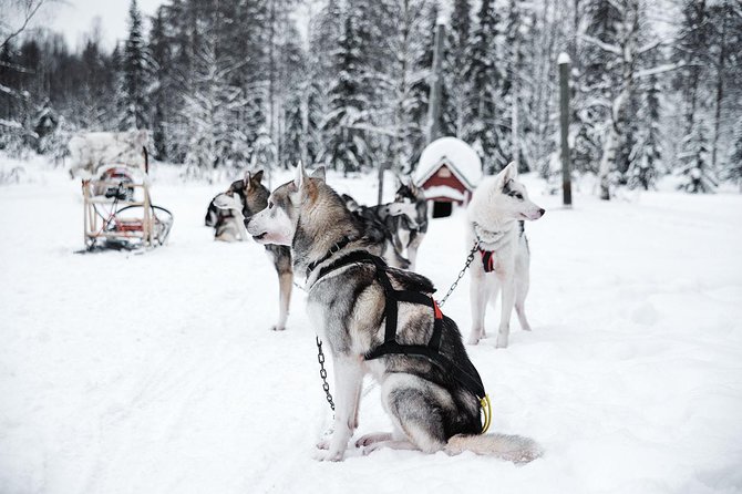 Ice Fishing and Husky - Price and Value: Is $312.41 Worth It?