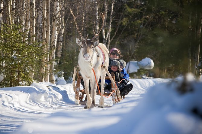 In Pursuit of Reindeer - Snowmobile safari to reindeer farm in Rovaniemi - Snowmobile safari basics: gear, pairings, and what to expect on the ride