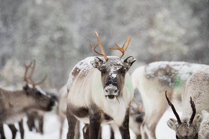 Ivalo: Aurora Hunting with Reindeer - Meeting the Reindeer and Learning the Herding Year