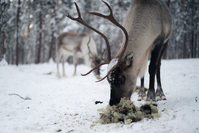 Ivalo: Aurora Hunting with Reindeer - Price and Value: Why This One Costs $144.19