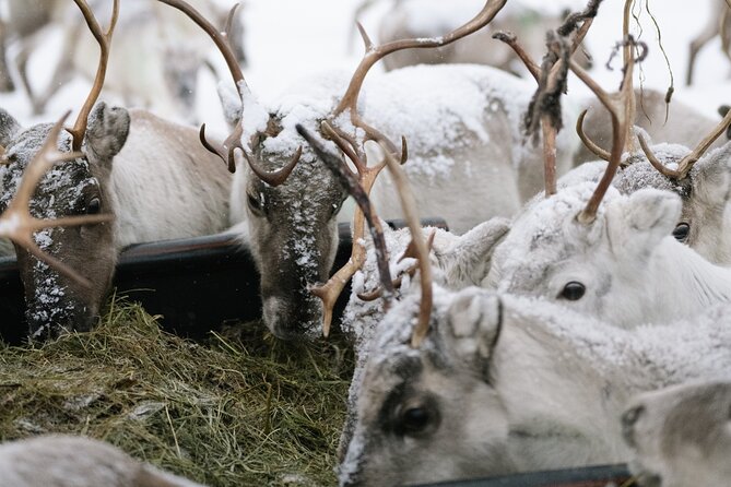 Ivalo: Reindeer herd and fishing experience - Key highlights at a glance