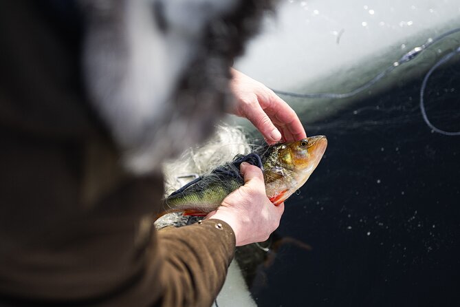 Ivalo: Reindeer herd and fishing experience - Pickup, timing, and how the day really runs (8:00 am start)